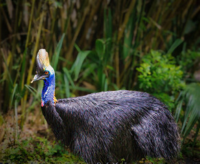 A large bird with a long neck and a blue head is walking through a forest