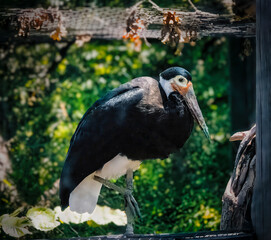 A black and white bird with a long beak is standing on a fence