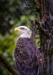 A bald eagle is perched on a tree branch