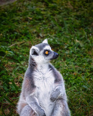 A white and gray animal with yellow eyes stands in a grassy field