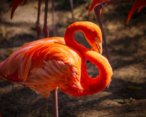 A flamingo is standing in the dirt with its head down