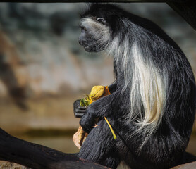 A monkey is sitting on a branch holding a leaf