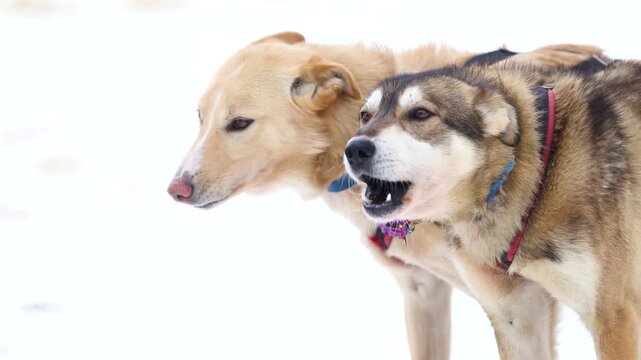 group of dogs ready for iditarod