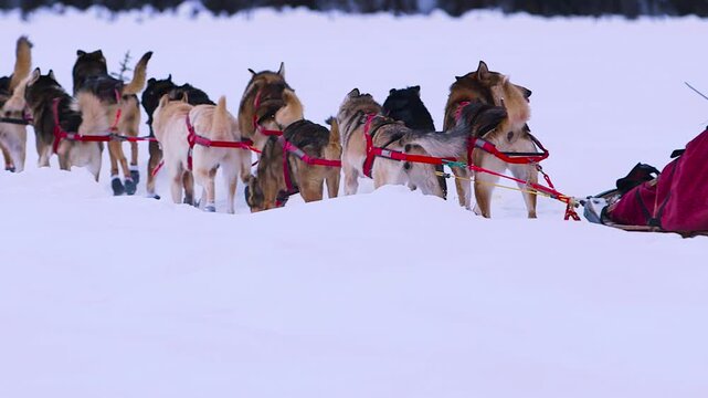 Iditarod dog team running in Alaska
