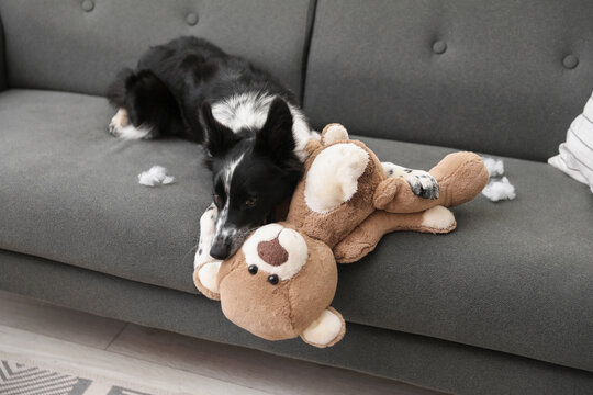 Cute Border Collie dog lying with toy bear on sofa indoors