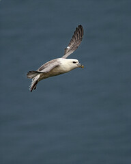 Obraz premium Fulmar (Fulmarus glacialis) common along North Atlantic coasts including Ireland