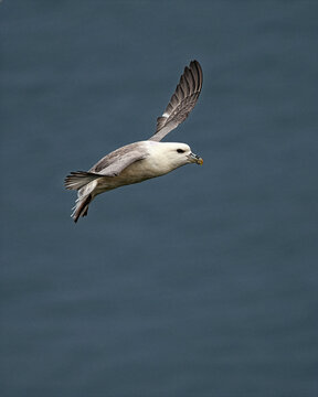 Fulmar (Fulmarus glacialis) common along North Atlantic coasts including Ireland