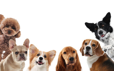 Cute dogs of different breeds isolated on white