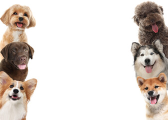 Cute dogs of different breeds isolated on white