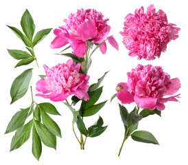 Fresh peonies with green leaves isolated on white, set
