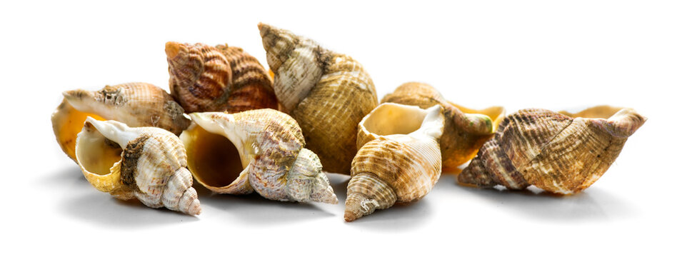 Sea snail, shell of raw whelk, sea snails bulot. Bulots isolated on white background, macro shot. French delicatessen, seafood. Empty seashell of Buccinum undatum 
