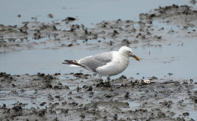 Herring Gull