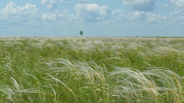 Feather grass steppe slow motion. Great steppe