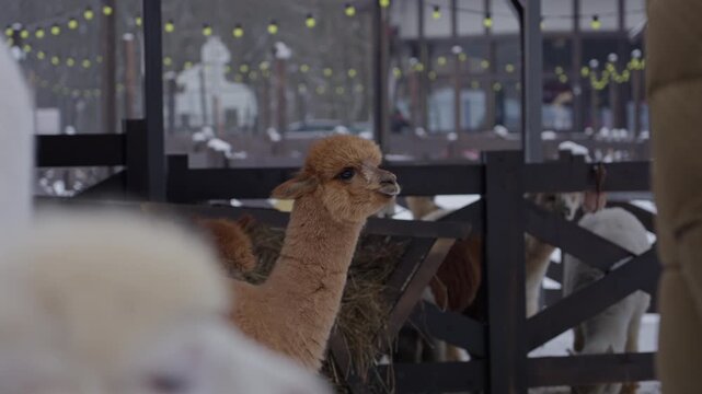 Alpaca In Outdoor Enclosure With Lights Kaliningrad Russia Winter