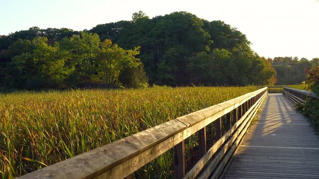 Static shot of cattail swamps, forest and wooden boardwalk with small insects flying in golden hour light. Royal Botanical Garden, Burlington, Ontario.