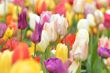 Multicolored tulip background in a park in Holland