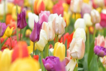 Fotobehang Koraal Multicolored tulip background in a park in Holland  © o1559kip