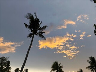 A stunning tropical landscape featuring silhouettes of tall coconut palm trees against a dramatic...