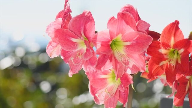 Amaryllis flowers blooming in a garden, pink and red Hippeastrum Reginae close up, bunch of beautiful spring red Amaryllis, bulbous plant. Slow motion. 