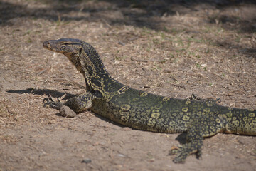 Asian Common Water Monitor Standing on grass. Portrait of asian Common Water Monitor lizard...