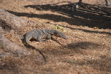 Obraz premium Asian Common Water Monitor Standing on grass. Portrait of asian Common Water Monitor lizard (Varanus salvator) in Lumphini Park, Bangkok capital city , Thailand.