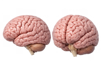 Human brain anatomy representing intelligence, mind, memory, thinking, and cognitive functions in neuroscience studies, with transparent background