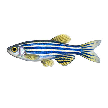 a detailed side view of a vibrant zebrafish displaying striking blue and yellow stripes against a white background