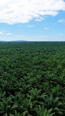 Palm oil plantation stretching across the landscape under a blue sky with white clouds, representing tropical agriculture and industry