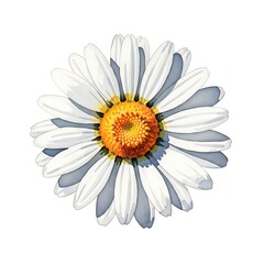 Delicate Daisy - A Close-Up of Floral Beauty in Full Bloom.