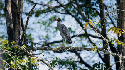 Yellow crowned night heron standing on a tree branch, observing habitat in sierpe mangrove forest, costa rica