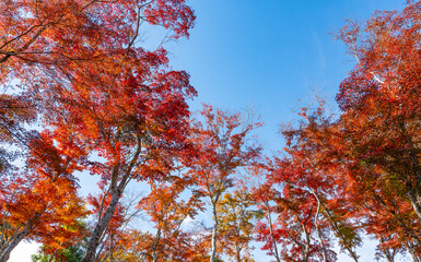 静岡県伊豆市　修禅寺自然公園もみじ林の紅葉