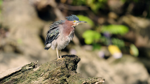 Green heron - butorides virescens - with ruffled feathers resting on a mossy log within the wetlands of sierpe, costa rica