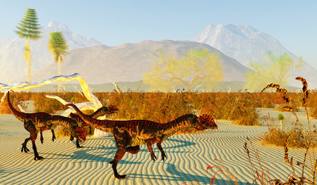 Dilophosaurus Dinosaurs in Desert - Dilophosaurus was a large carnivorous theropod dinosaur that lived in Arizona, United States during the Jurassic Period.