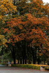 Autumn trees with vibrant orange leaves in a park setting