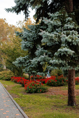 Pathway through landscaped garden with evergreen trees and colorful flowers