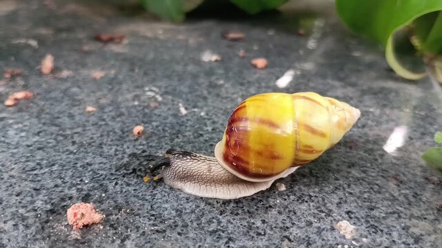 A white snail (amphidromus perversus) crawls slowly on the floor, a land snail.