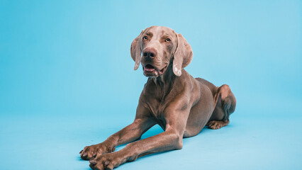 Weimaraner dog with grey coat lying down in a studio, posing calmly on a bright blue plain...