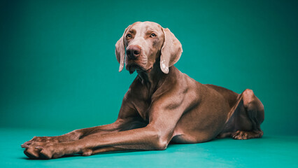 Weimaraner purebred dog lying down, looking ahead in a studio setting. Pet animal expressing calm...