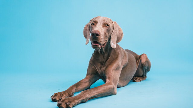 Weimaraner dog with grey coat lying down in a studio, posing calmly on a bright blue plain background