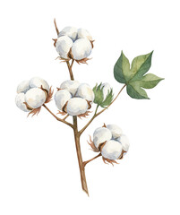 Obraz premium Beautiful watercolor painting of a cotton plant branch with fluffy white bolls and green leaf on white background