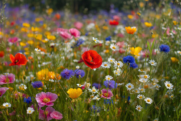 Naklejka premium Vibrant Wildflower Meadow with Colorful Poppies and Daisies - Summer Floral Landscape