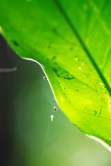 Macro shot of green plant under sunlight