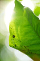 Macro shot of green plant under sunlight