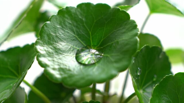 Close-up of a gotu kola leaf with a water droplet, showcasing nature's beauty.