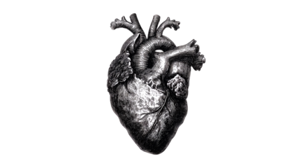 Anatomical Heart Study: A detailed illustration of a human heart, representing the complex organ that symbolizes life, love, and emotion.
