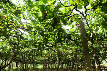 Obraz premium Green Grape Vineyard Canopy with Lush Foliage in Orchard Setting