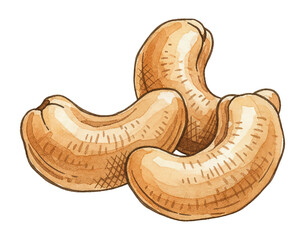 Three cashew nuts illustration with light brown color and detailed texture isolated on white