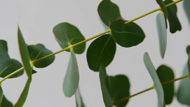 Eucalyptus branch swaying gently in the breeze, showcasing lush green leaves against a soft gray background in a serene close-up video