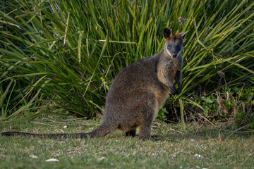 Swamp Wallaby (Wallabia bicolor), Narooma, NSW, September 2025 © Jon Steinbeck