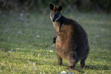 Swamp Wallaby (Wallabia bicolor), Narooma, NSW, September 2025 © Jon Steinbeck